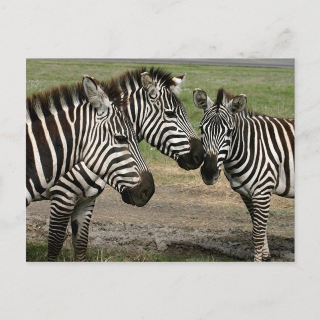 Zebra-Vortrag - Postkarte (Vorderseite)