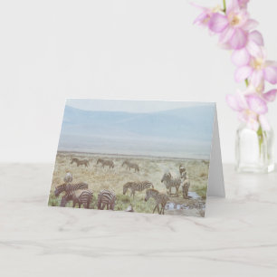 Zebra Wild Birthday Wish Karte