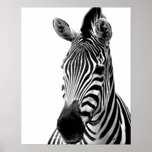 Zebra-Wilddschungel-Foto Poster