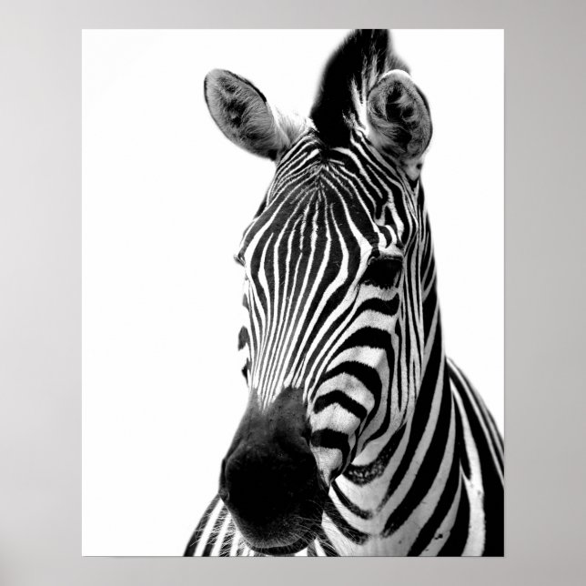 Zebra-Wilddschungel-Foto Poster (Vorne)