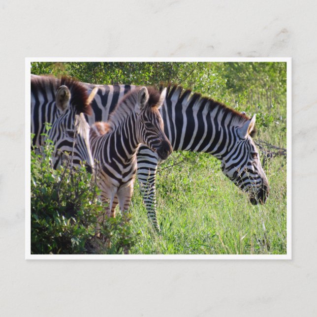 zebra young postkarte (Vorderseite)