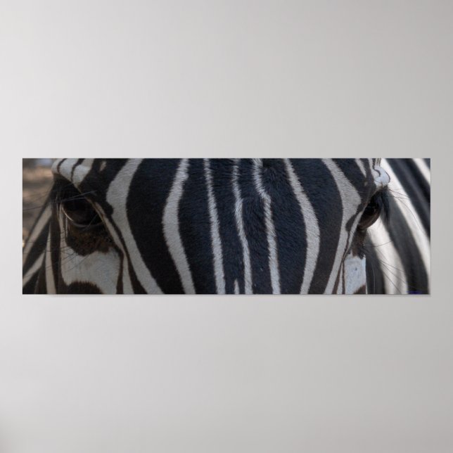 Zebra Zebra an der Wand Poster (Vorne)