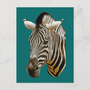 Zebra Zeichnend Postkarte