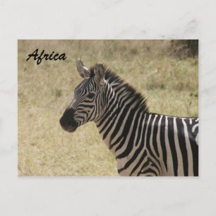Zebraalwarnung Postkarte