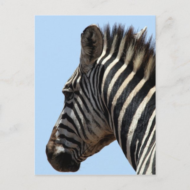 Zebragesicht Postkarte (Vorderseite)