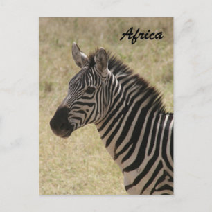 Zebramande Postkarte