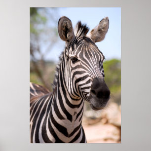 Zebraportrait Poster