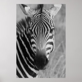 Zebraposter AB 8.99 Poster