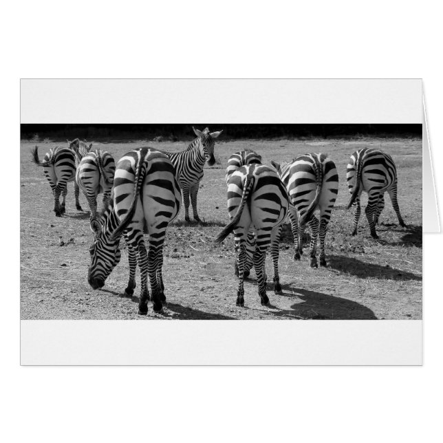 Zebras (Vorderseite (Horizontal))
