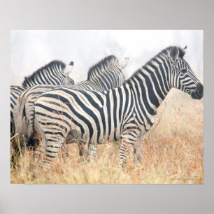 Zebras am frühen Morgen Staub, Krüger National 2 Poster