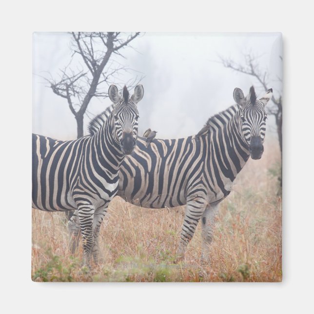 Zebras am frühen Morgen Staub, Krüger National Magnet (Vorne)