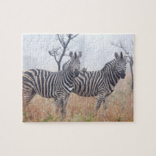 Zebras am frühen Morgen Staub, Krüger National Puzzle