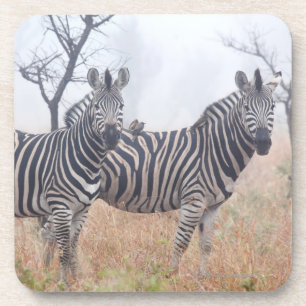 Zebras am frühen Morgen wischen, Kruger Untersetzer
