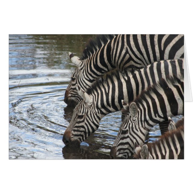 Zebras am Wasser - maßgeschneidert (Vorderseite (Horizontal))