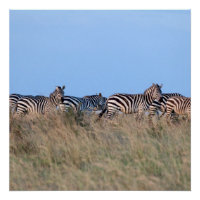 Zebras bei Dämmerung