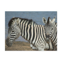 Zebras Blick auf die Kamera auf Safari
