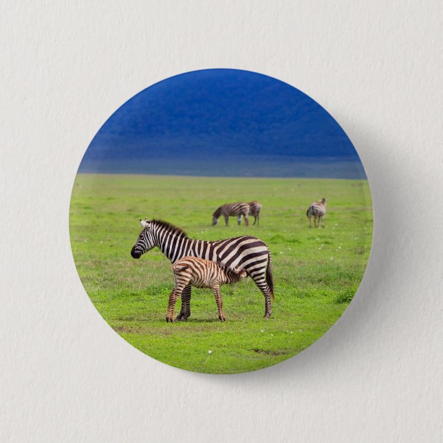 Zebras Button (Vorderseite)
