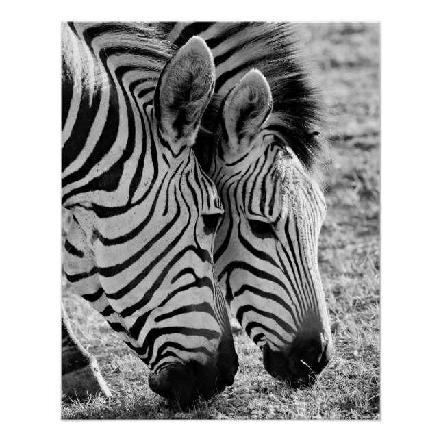 Zebras Closeup und gestreift Poster (Vorderseite)