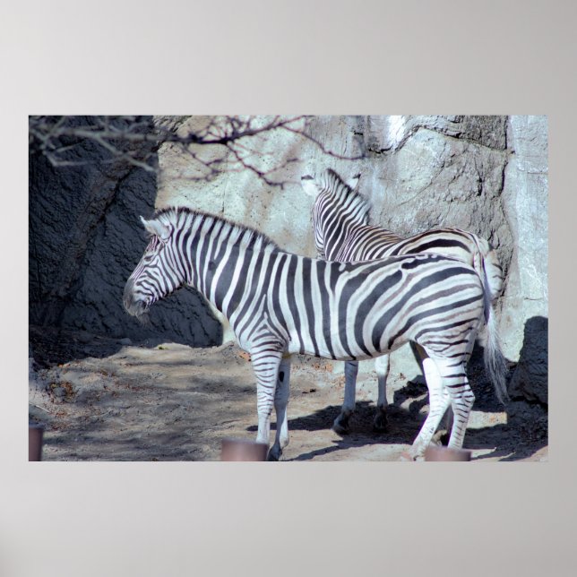 Zebras Foto Poster (Vorne)