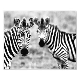 Zebras Fotodruck