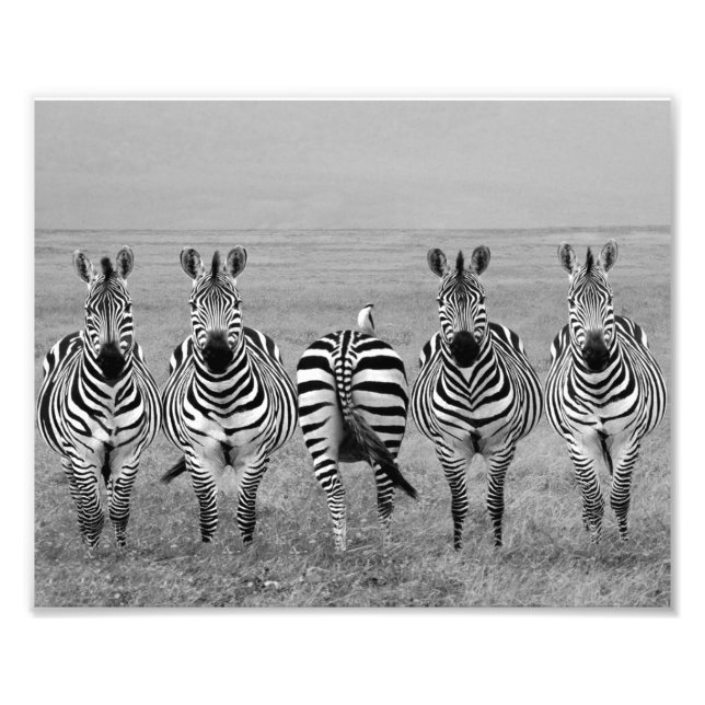 Zebras Fotodruck (Vorne)