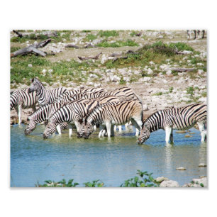 Zebras Fotodruck