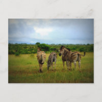 Zebras-Gruppe
