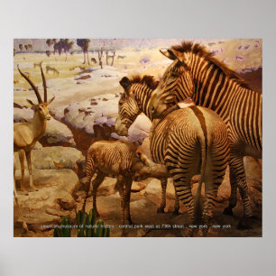 Zebras im amerikanischen Museum für Naturgeschicht Poster
