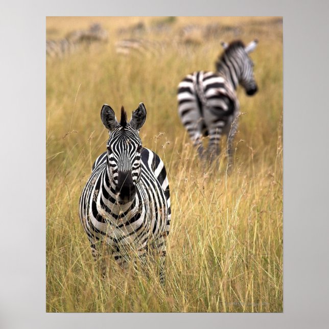Zebras im großen Gras Poster (Vorne)