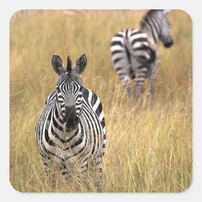 Zebras im großen Gras Quadratischer Aufkleber (Vorderseite)