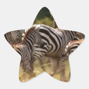 Zebras in Bewegung: Eine Reise über tausend Meilen Stern-Aufkleber