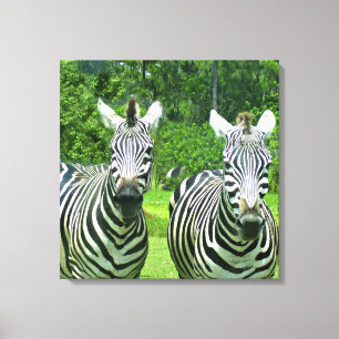 Zebras in der Stille einer Wiese Leinwanddruck