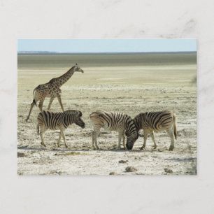 Zebras in etoshas Nationalpark namibia africa Postkarte