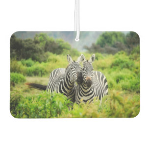 Zebras in freier Wildbahn Autolufterfrischer