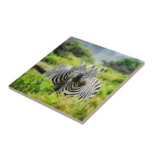Zebras in freier Wildbahn Fliese