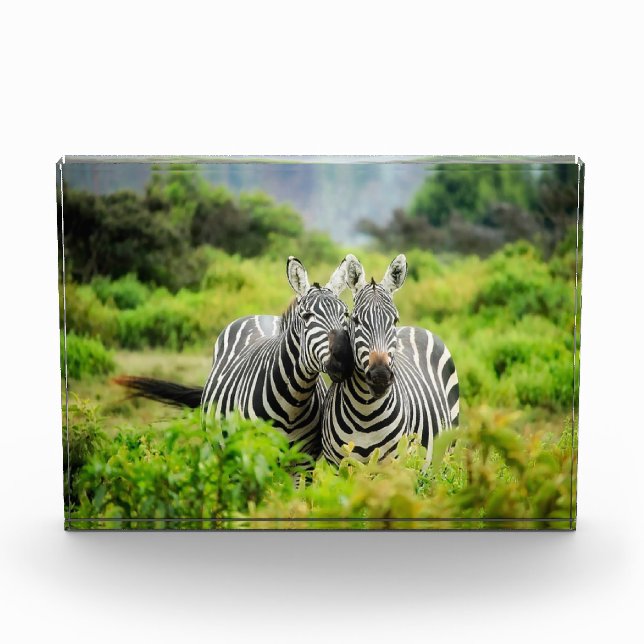 Zebras in freier Wildbahn Fotoblock (Vorderseite)