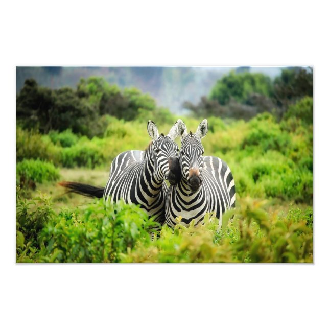 Zebras in freier Wildbahn Fotodruck (Vorne)