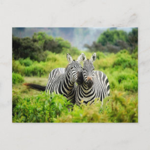 Zebras in freier Wildbahn Postkarte