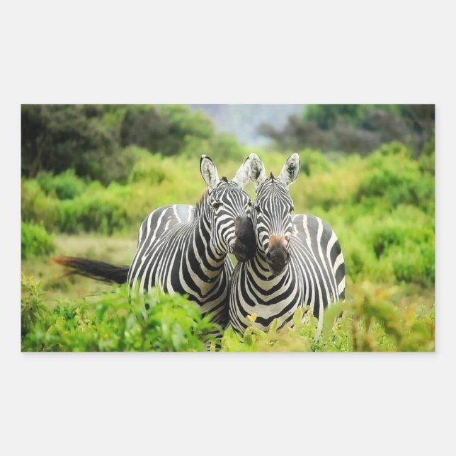 Zebras in freier Wildbahn Rechteckiger Aufkleber (Vorderseite)
