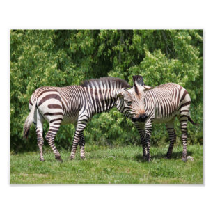 Zebras in Love Druck
