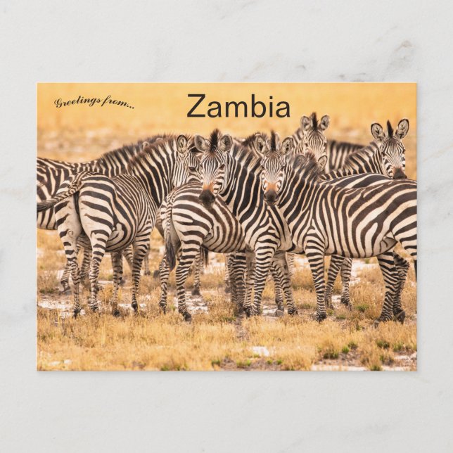 Zebras in Sambia Postkarte (Vorderseite)