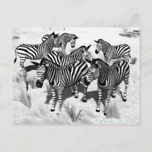 Zebras in Schwarzweiss Postkarte