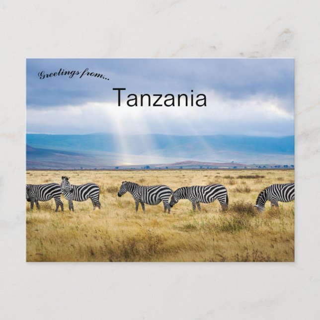Zebras in Tansania Postkarte (Vorderseite)