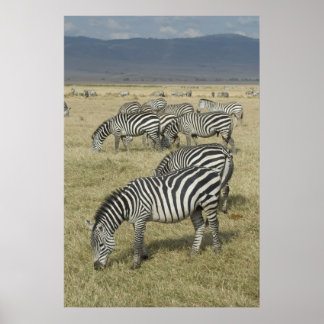 Zebras in Tanzania Poster