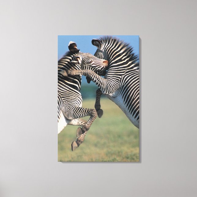 Zebras-Kampf (Equus burchelli) Leinwanddruck (Vorderseite)