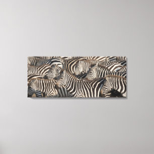 Zebras, Kenia, Afrika Leinwanddruck