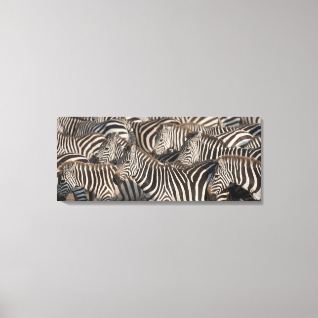Zebras, Kenia, Afrika Leinwanddruck (Vorderseite)