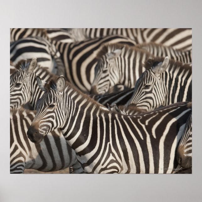 Zebras, Kenia, Afrika Poster (Vorne)
