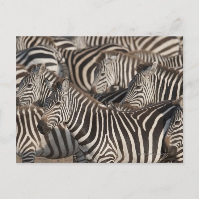 Zebras, Kenia, Afrika Postkarte (Vorderseite)