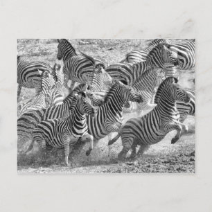 Zebras laufen postkarte